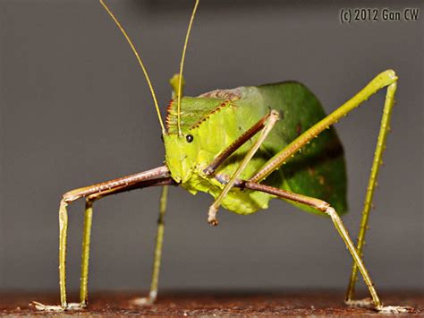 狗屎 giant malaysian katydid